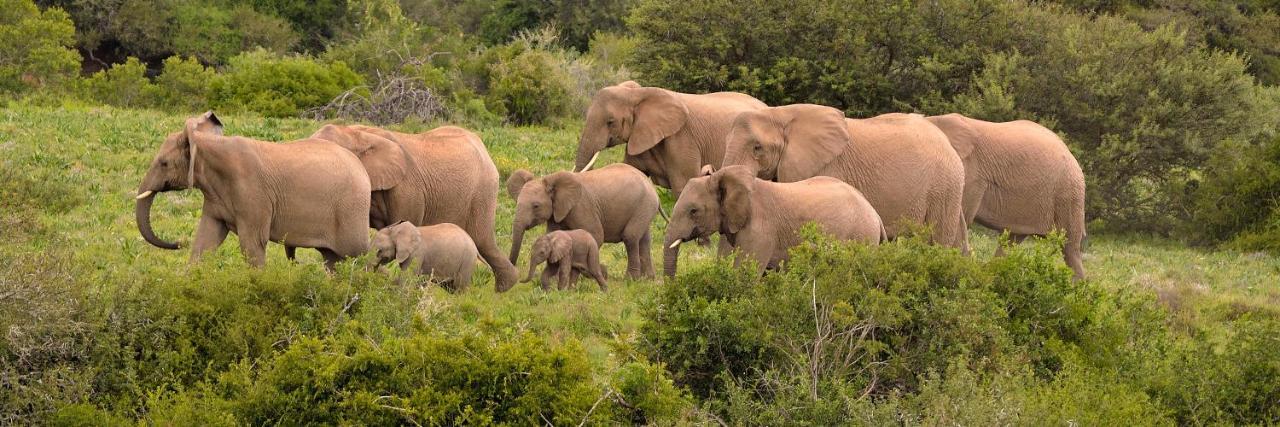 Quatermain'S 1920'S Safari Camp - Amakhala Wildreservaat Buitenkant foto